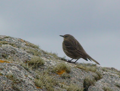 Rock Pipit (Anthus petrosus)