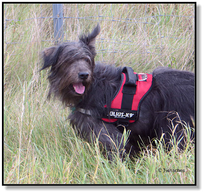 Bergamasker Mischling, Hütehund