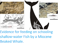 https://sciencythoughts.blogspot.com/2015/09/evidence-for-feeding-on-schooling.html