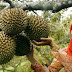 Musim Durian Tiba! Yuk,  Orang Berbondong bondong Kejar Kesukaan 