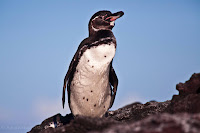 Galapagos Penguin