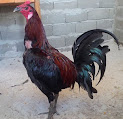 Keunggulan atau kelebihan Ayam Peru atau Peruvian di Arena Sabung Ayam