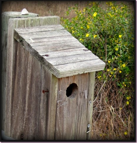 birdhouseIMG_1689