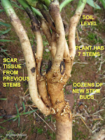 Ten year-old Butterfly milkweed root - © Denise Motard