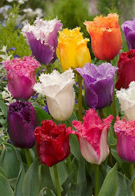Ruffled Rainbows - great collection of tulips whose petals have frilled edges. (Bulb Box Ruffled Rainbows)