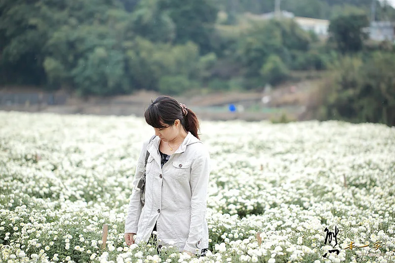 [苗栗銅鑼花季] 九湖杭菊花季 |九湖農場休息站