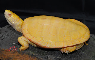 soft-shell-turtle