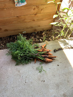 Bunch of Carrots on the Ground