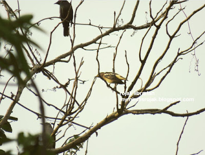 Daurian Starling in Bukit Brown