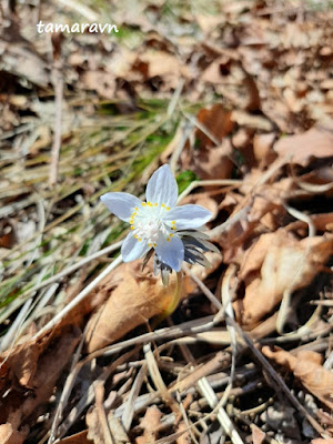 Весенник звёздчатый / Эрантис звёздчатый (Eranthis stellata)