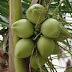 Manfaat Buah Kelapa dan Air Kelapa