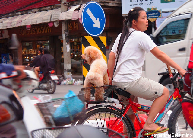 Bike Riding Dog in Chiang Mai Thailand