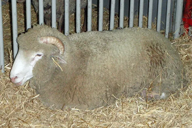 Doorset-breed-of-sheep