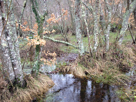 Author: E.V.Pita (2013) Cospeito Lake (Galicia, Spain) / Lagoa de Cospeito (Lugo)