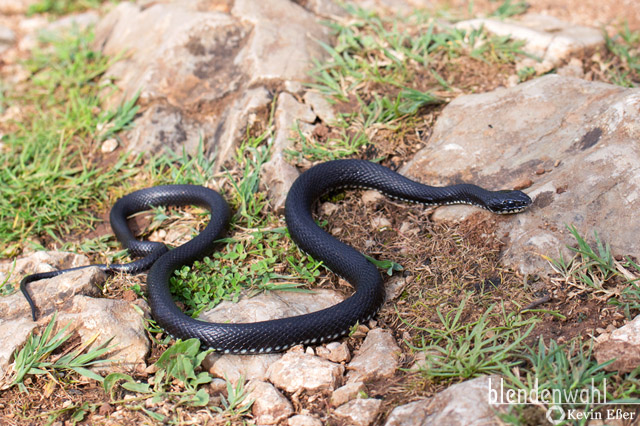 Steifenringelnatter (melanistisch) - Natrix natrix persa