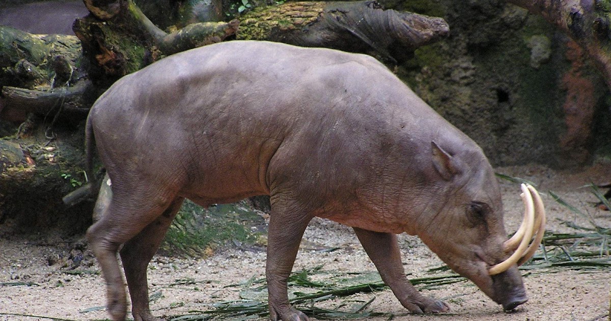  Gambar  Binatang  Babirusa