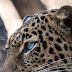 A leopard jaguar hybrid face portrait
