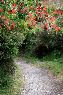 vegetación en el parque nacional de la isla Chiloé