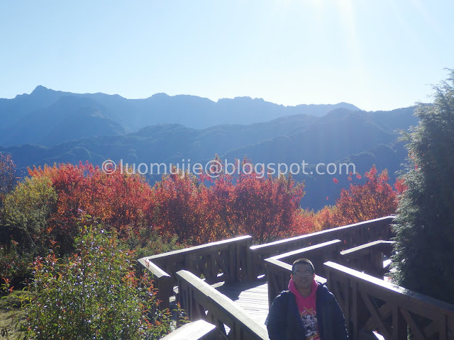 Alishan maple autumn foliage