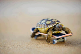 funny animal pictures, skateboarding tortoise