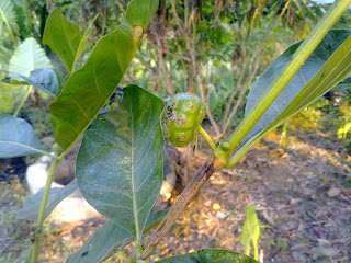 Ragam Khasiat Mengkudu (Morinda citrifolia)