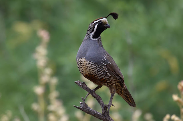 California Quail