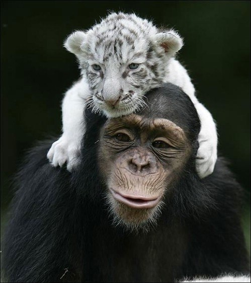 A monkery holding a little tiger