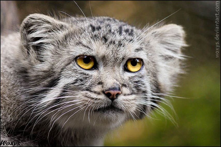 amber_cat_by_woxys-d40g5h9-2011-07-19-07-08.jpg