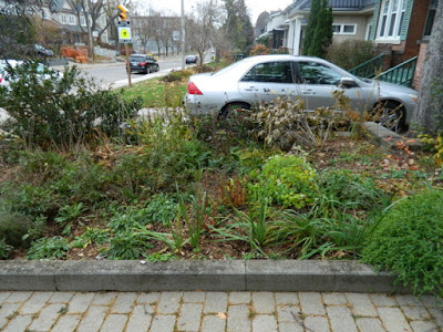 Toronto Bedford Park Fall Front Yard Cleanup Before by Paul Jung Gardening Services Inc.--a Toronto Gardening Company