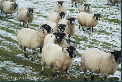 33-sheep