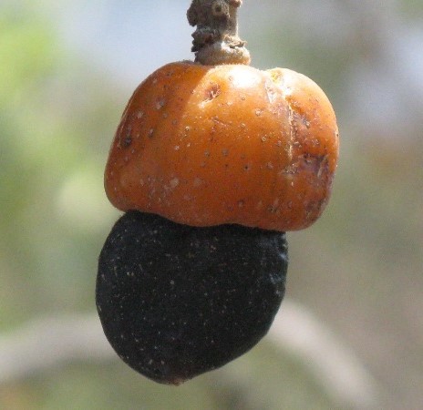 Семекарпус анакардиум (Semecarpus anacardium)