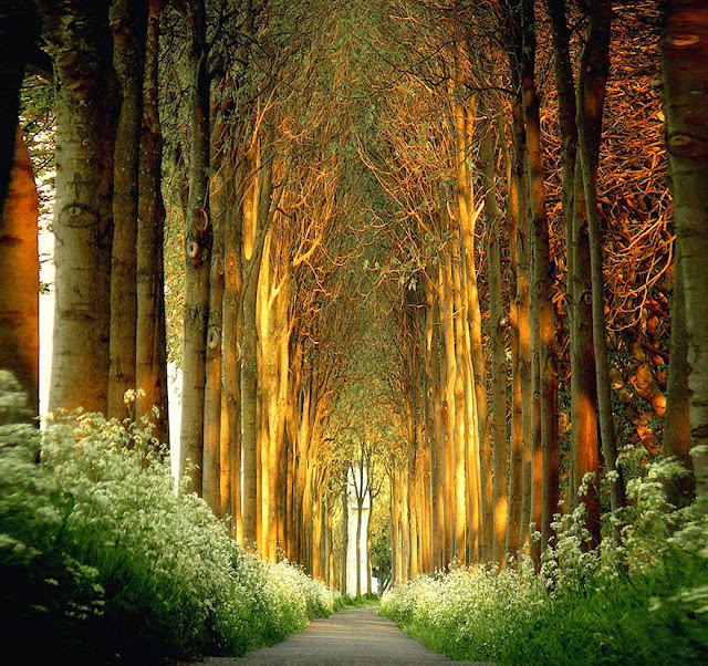 Tree tunnel, Drenthe