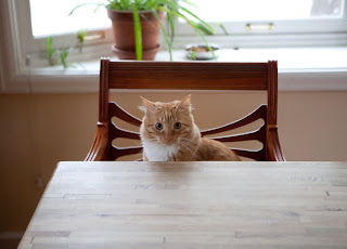 harry the cat sitting in a chair at the  kitchen table
