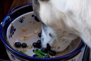 can dogs eat blueberries !
