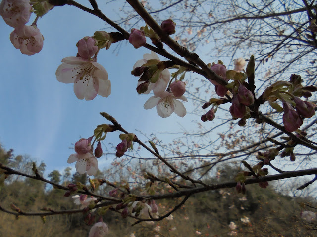 別所川渓流植物園の桜ももう少し