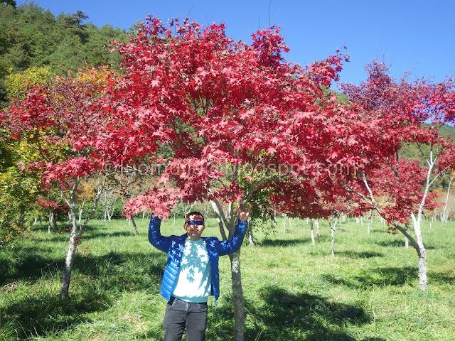 Wuling Farm maple autumn foliage