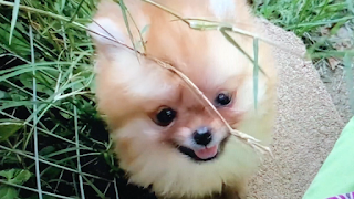 this photo show Buzzed puppy 8 week old