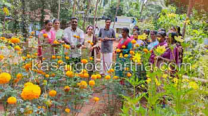 Kudumbashree's Flower Cultivation Success, Kerala,kasaragod,news,Top-Headlines,Kudumbasree,Navarathri-celebration,Uduma,Temple.