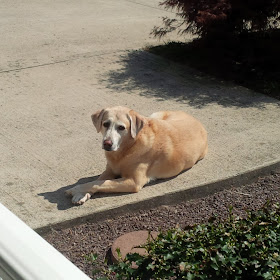 yellow lab