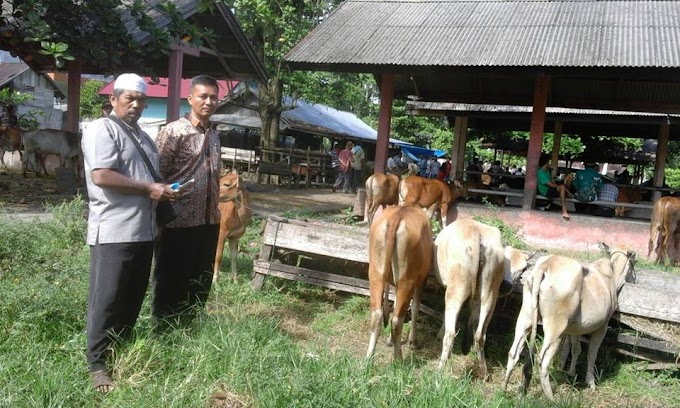 Untuk Hadapi Lebaran, Dispertanakhut Monitor Ketersediaan Ternak di Pasar Ternak Sungai Sarik