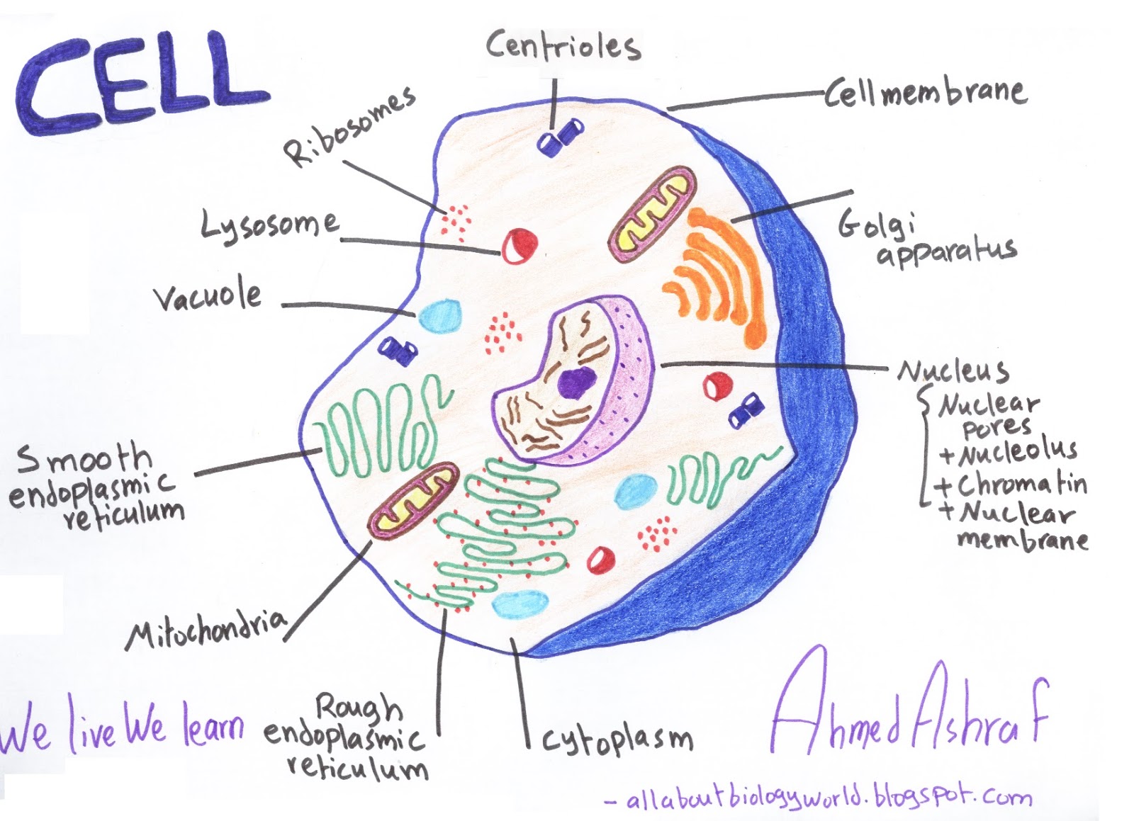 Biology Club: Our cells #1 - ( structure, function, division, disorder & cycle )