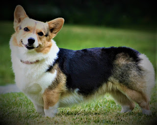 Welsh Corgi cardigan history Welsh Corgi cardigan - a very ancient and very rare breed of dog, which comes from Wales, that is, from England, is a native breed. It is believed that the ancient Celtic tribes kept these dogs and extremely appreciated them. In later times, in the Middle Ages, when the Vikings landed in modern England, Welsh Corgi dogs were actively used by locals in many areas of life.  Despite their small size, these dogs were perfectly assisted as a shepherd for various types of livestock, as well as performed protective functions. In addition, their wonderful character made them excellent human companions. Another is not quite the character of the dog’s function, which performed corgis in the medieval world - hunting rodents, and small wild animals that encroached on grain, chickens, or geese.  There was even an ancient Welsh law that protected these animals - for stealing a dog or killing it, provided for an impressive fine, and in some cases - a physical punishment in the square. Some researchers suggest that the corgis were crossed with small Nordic dogs such as Spitz, which were brought by the Vikings during the invasion. Because of this, the breed was born Pembroke Welsh Corgi.  The British Welsh Corgi Cardigan Association was founded in 1926, although these animals have been exhibited at dog shows since 1919. At that time there was no separation between the breeds of Welsh-corgi cardigan and Pembroke Welsh Corgi and they crossed freely. The division of breeds took place in 1934, with the submission of the British Kennel Club, and in 1935 the American Kennel Club also recognized cardigans and Pembrokes as different breeds.  Translated from the ancient Welsh language, "corgi" means dwarf dog. There is a legend in which fairies ride on a small magic dog hunting, and if someone wants to learn about the treasure, he should make friends with the dog. Because the fairy, of course, will not make friends, because she lives in another space.  Welsh Corgi cardigan - very expensive and rare dogs. They gained scandalous fame in the CIS thanks to a Russian official named Shuvalov, who bought a separate plane to carry his dog's corgi and their service personnel to prestigious exhibitions.   Characteristics of the breed popularity                                                           10/10  training                                                                10/10  size                                                                        07/10  mind                                                                     10/10  protection                                                          10/10  Relationships with children                         10/10  Dexterity                                                             07/10     Breed information country  United Kingdom  lifetime  12-15 years old  height  Males: 28-32 cm Bitches: 25-28 cm  weight  Males: 14-17 kg Suki: 14-17 kg  Longwool  Average  Color  any  price  300 - 900 $  description These are dogs of small size, with short paws and medium-length wool. Wool has an undercoat, and dogs are quite shed, it should be taken into account. The body is compact, square, and elongated, and the tail is also long, not bent to the top. The muzzle is wedge-shaped, a little elongated, very expressive, as well as eyes. The ears are big, stand straight, and are a little divorced to the sides. The color of wool is a separate distinctive feature of these dogs. Usually, the color combines amazing shades of red and brown with different marks, as well as white and black colors, but, in general, can be any.     personality Perhaps the most famous feature of the dog's personality Welsh Corgi cardigan - stunning, with nothing incomparable devotion to his owner and his family. They are ready to give their attention and caress for days on end and spend with you literally all the time. On the other hand, they have a sufficiently developed intellect, and therefore understand the desire of the master to be alone, and also have their own internal independence.  They don't like being alone, but can if necessary. Although again, to stay for a day is one thing, and to stay for a month is quite another - if you need to go on a business trip, it is better to take the dog with you. Welsh Corgis love to cast a voice, and they have a wide variety of "shades of speech." Loud barking about and without a reason can be somewhat reduced in the process of training, but completely get rid of this quality will not work - put up with it.  The high level of intelligence allows the dog to have, so to speak, his view of things, and therefore, even if she is brought up and properly trained, can still sometimes act in her own way. They are well aware of what is going on around them, can interfere in family quarrels, and generally like to participate in all family matters. Cardigan Welsh Corgi has an open and kind character, and therefore perfectly perceives children and loves to be friends with them.  These dogs have quite strong instincts of a guard and a shepherd, although now they are rarely used in this form. They need early socialization, like most dogs, and early acquaintance with Cats to make them feel good in the future. They are very amenable to learning and even love different activities, as they need intellectual stimulation. Active, love games and walks.     teaching Dogs of the Welsh Corgi cardigan breed need training, simple exercises, and intellectual exercises. However, they are not now used as guard or herding dogs, so you only need the training to correct behavior and train, basic teams.  These animals have a developed mind, well understand the owner and his psychology, can guess his thoughts and desires, have their own opinion and some inner stubbornness, and you should not try to break the animal. Swearing, shouting, abuse - all this should be excluded, about beatings even out of the question. Be patient, affectionate, act correctly and you will succeed.     Common diseases Like all dogs, the Welsh Corgi cardigan breed has some diseases, including hereditary diseases. Among them:  hip dysplasia; displacement and other problems with intervertebral discs - this is a problem not only of this breed but also, for example, in Taxes, because of their long back, eventually, it can even lead to paralysis; progressive retinal atrophy.