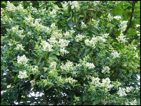 Ligustrum_ovalifolium1