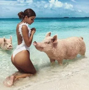 10 حقائق مذهلة عن جزيرة الخنازير