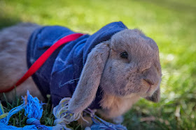 Funny animals of the week - 31 January 2014 (40 pics), rabbit wears sweater