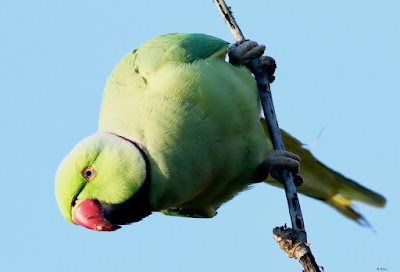 "Staring into my lens with its pearcing blue eyes enhanced with its red beak hanginging down is the Rose-ringed Parakeet - Psittacula krameri."