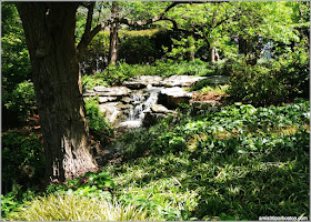 Dallas Arboretum & Botanical Garden: Nancy Rutchik Red Maple Rill