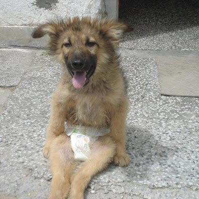 ... DOG, TALK FOR BULGARIAN ANIMALS: PLEASE DON'T IGNORE MY CRY FOR HELP