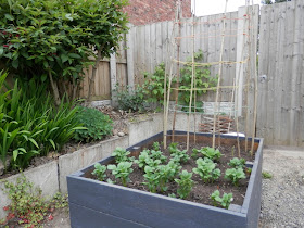 Diary of a permaculture (ish) garden, May 2019. From UK garden blogger secondhandsusie.blogspot.com #permacultreuk #suburbanpermaculture #frontgardenallotment #ukgardenblogger