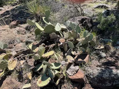 cacti along Airport Loop Trail in Sedona, Arizona